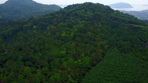 Fly forward, dense forest grow on hill, road and viewpoint Stock Footage