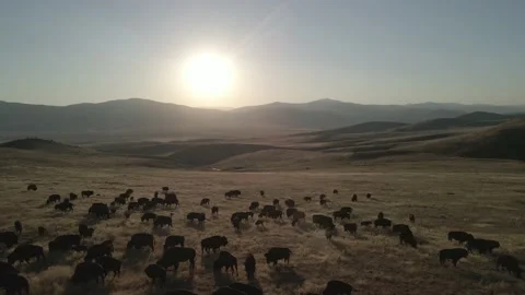 Fly forward over bison herd into sunset flat color profile - 4k drone aerial Stock Footage 214535165