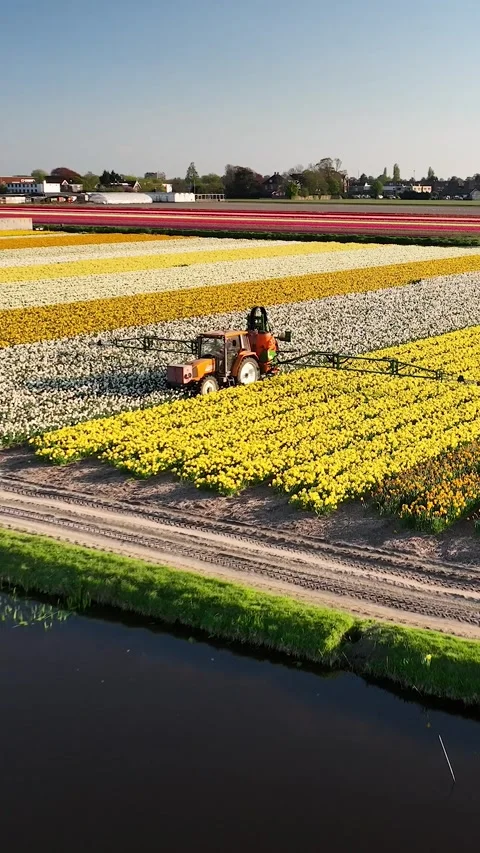 Fly forward over rows of blooming daffodils and tulips. Stock Footage 310796041
