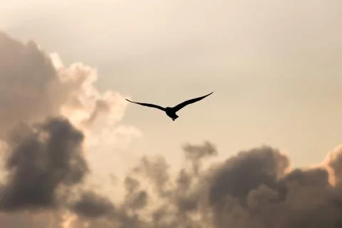 Fly for freedom Stock Photos