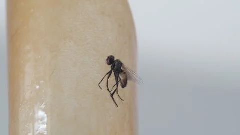 A fly frozen in time on a sticky surface. Video stock 282099728