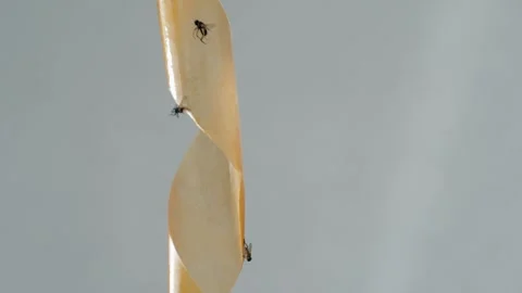 A fly frozen in time on a sticky surface. Stock Footage 282100246
