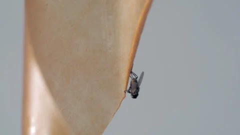 A fly frozen in time on a sticky surface. Stock Footage 282100353