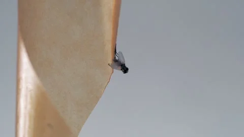 A fly frozen in time on a sticky surface. Stock Footage 282100784