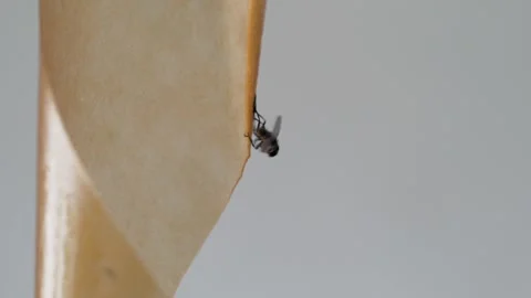 A fly frozen in time on a sticky surface. Stock Footage 282101212
