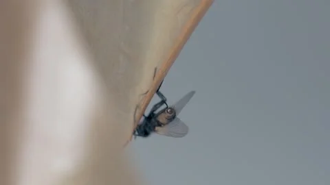 A fly frozen in time on a sticky surface. Stock Footage 282101477