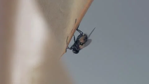 A fly frozen in time on a sticky surface. Stock Footage 282101643