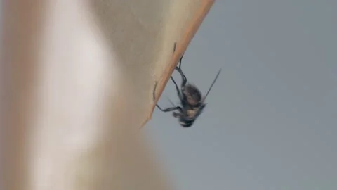A fly frozen in time on a sticky surface. Stock Footage 282101729