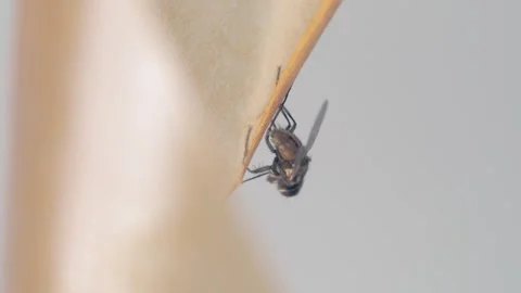 A fly frozen in time on a sticky surface. Stock Footage 282101897