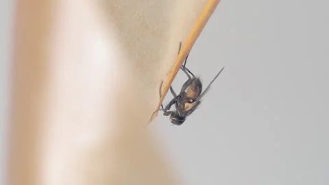 A fly frozen in time on a sticky surface. Stock Footage 282102079