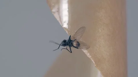 A fly frozen in time on a sticky surface. Video stock 282102231