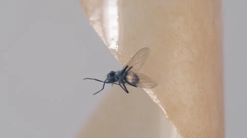 A fly frozen in time on a sticky surface. Video stock 282102394