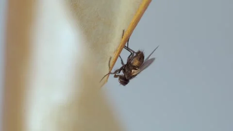 A fly frozen in time on a sticky surface. Video stock 282102523