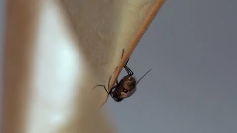 A fly frozen in time on a sticky surface. Video stock 282102652