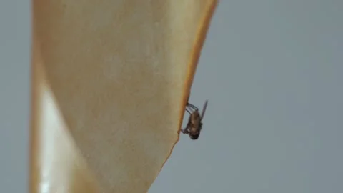 A fly frozen in time on a sticky surface. Video stock 282102748