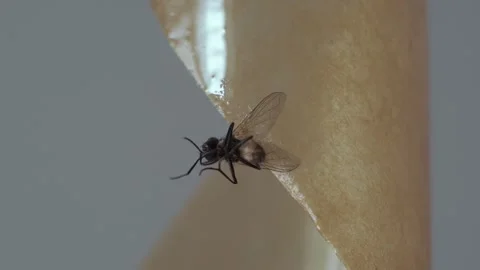 A fly frozen in time on a sticky surface. Video stock 282102805
