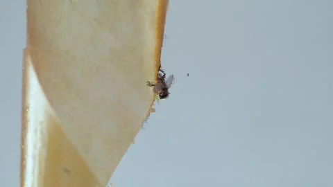 A fly frozen in time on a sticky surface. Video stock 282102877