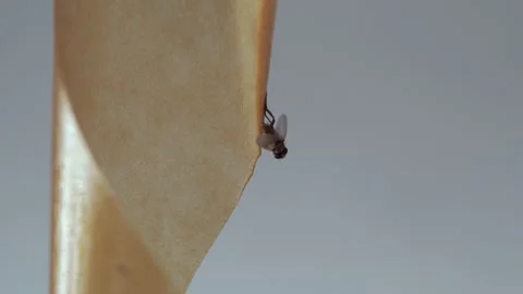 A fly frozen in time on a sticky surface. Video stock 282102947