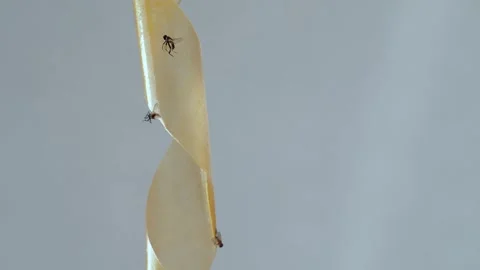 A fly frozen in time on a sticky surface. Video stock 282103041