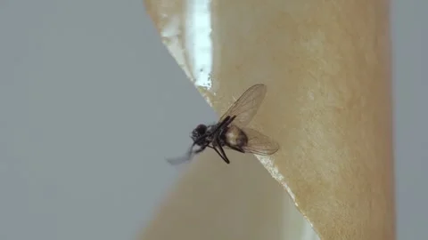 A fly frozen in time on a sticky surface. Video stock 282103088