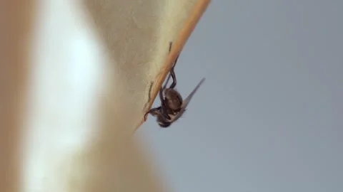 A fly frozen in time on a sticky surface. Video stock 282103157