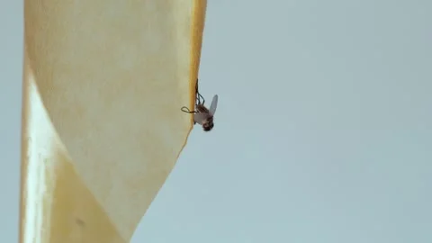 A fly frozen in time on a sticky surface. Video stock 282103261