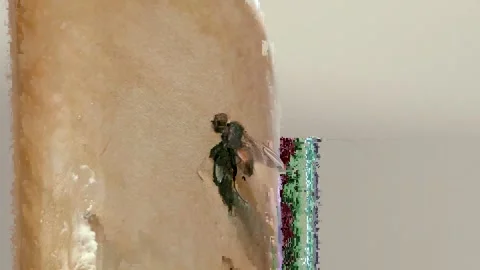 A fly frozen in time on a sticky surface. Video stock 282103316
