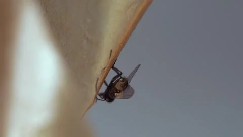 A fly frozen in time on a sticky surface. Video stock 282103384