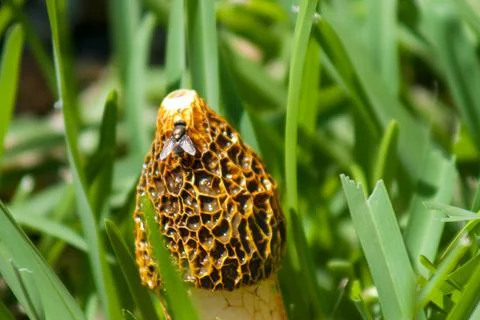 Fly on a Fungus Foto stock