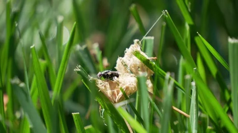 Fly on fuzz in lawn handheld Stock-Footage 282758932