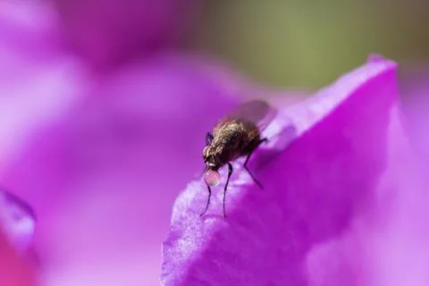 A fly in the garden on a leaf Stock Photos