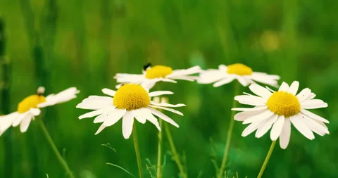Fly gathering on a daisy. fly placed on a daisy Stock Footage 341669485