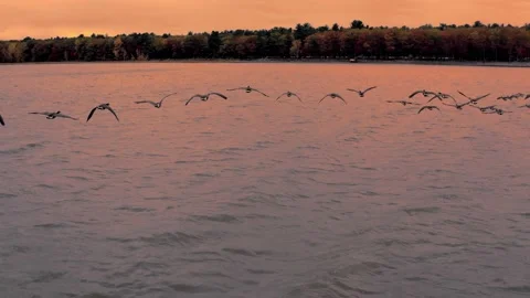 Fly with geese on the lake sunset Stock Footage 234132980