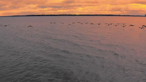 Fly with geese on the lake sunset Stock Footage 234132981