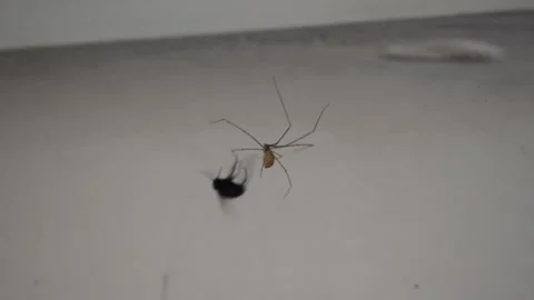 Fly getting caught in a spider web Stock Footage 265711672