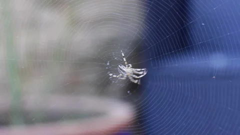 Fly Getting Caught in a Spider's Web Video stock 281977183