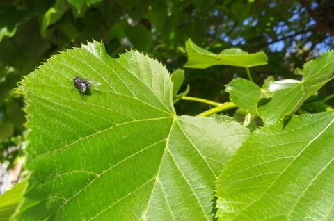 Fly giant Stock-Fotos