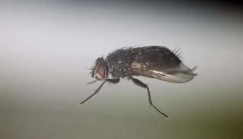Fly on glass Foto stock