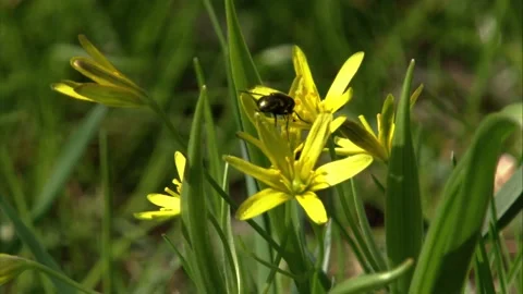 Fly at the gold star Stock Footage 205519041