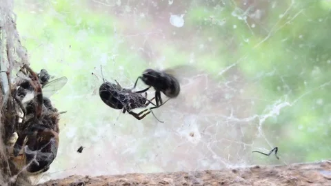 The fly got into the spider's web. Stock Footage 119275796