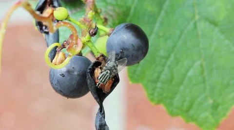 Fly on a grape leaf Stock Footage 48955632