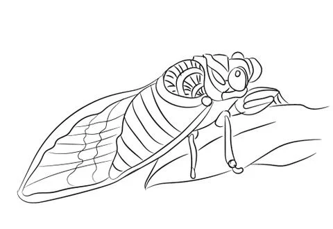 Fly graphic line, vector Illustrazione stock