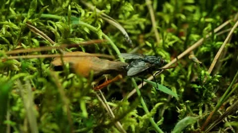 Fly in grass Stock Footage 11350620