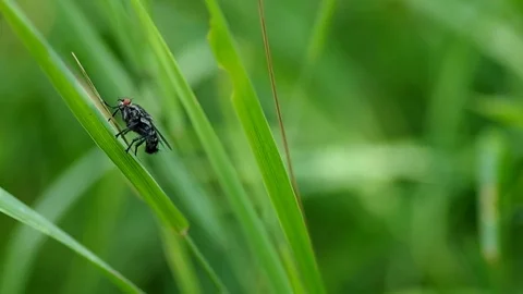 Fly on the grass Stock Footage 72902934