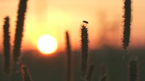 Fly on the grass Stock Footage 231804849