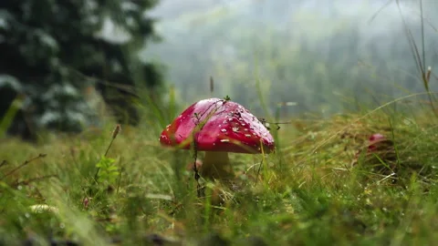 Fly-by in the grass on a forest clearing Stock Footage 142062358