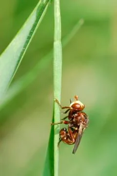 Fly on grass Stock Photos