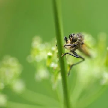 Fly on the grass Stock Photos