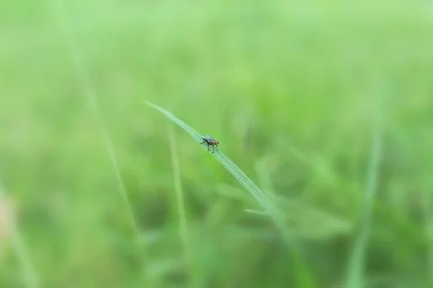 Fly on grass Foto stock