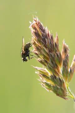 Fly on grass seeds Foto stock